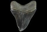 Serrated, Fossil Megalodon Tooth - Georgia #90761-2